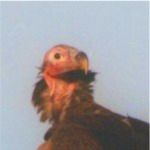 Lappet faced vulture